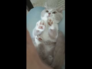 best котенок играет в ладушки glorious lotus best