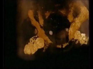 best видео реального процесса овуляции изнутри женского организма best