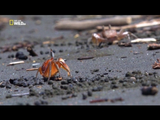 best national geographic дикое меню 8 серия из 26 пляжная закусочная wild menu 2014 best