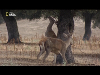 best national geographic дикое меню 25 серия из 26 правила поведения за столом wild menu 2014 best