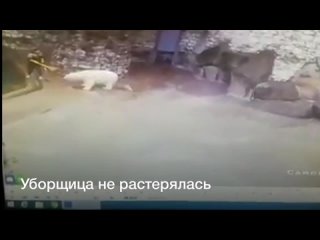 best на уборщицу в вольере вышел белый медведь реакция женщины поразила интернет best