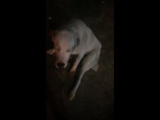 best видео от потеряшки г ступино помощь бездомным молодые best