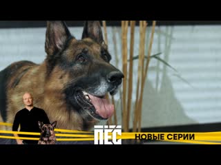 best любимые герои и новые серии детективного сериала пёс с 9 декабря в 2100 на нтв best