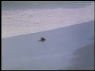 best десять невест ten little maidens 1985 по мотивам а кристи десять негритят best