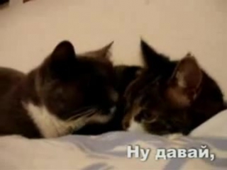 best кошачье порно прикольное видео best