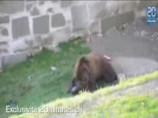 best bear mauls mentally handicapped man fell into bear pit bear mauls mentally handicapped man fell into bear pit best