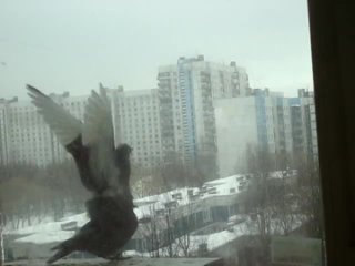 best любовь и голуби 2 осторожно порно best