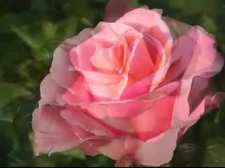 best поздравление с днем рождения нежная песня и красивые розы best