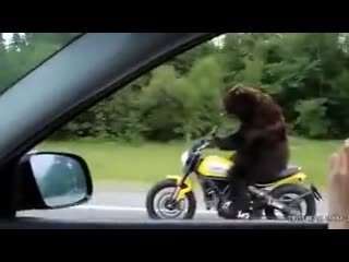 best прикол медведь на мотоцикле едет по трассе best