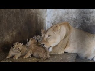 best нежное видео львица лола и ее очаровательные львята lioness lola and her adorable lion cubs best