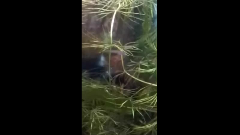 best saw vid 20200624 081508 mp4 best