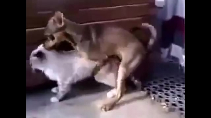best порно пес злобный тузик дрючит котейку best