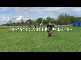 best классик аллерт рафаэла тренироа норматива bh best