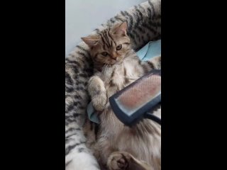 best котики оливер пантелей квелли и раймонд niffoldstar очень любят расчесывание best