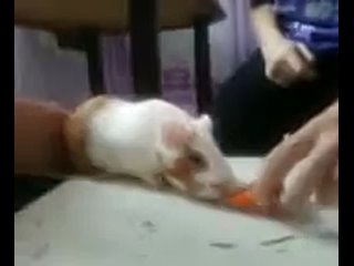 best порно англичанин дерёт моркоу арт хаус порно фильм ужасов best