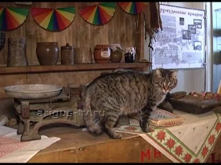best ценный сотрудник в музее истории улан удэ отметили 18 летие работы кота самуэля best