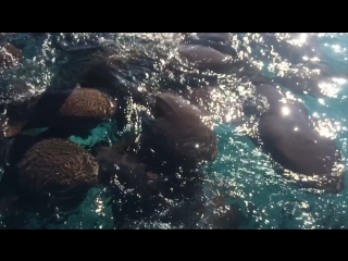best nurse sharks ambergris caye belize best