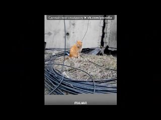 best котята под музыку молодые песни из мультфильмов больше песен с текстом в club16365000 песенка о лете picrolla best