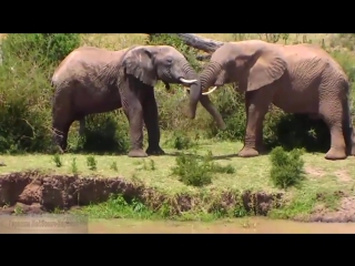 best эротика в дикой природе 9 12 недель у слонов в африке erotica love and caress african elephants best