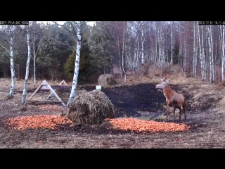 best эстония благородный олень любит молодую морковь потому и зрение отличное red dee likes young carrots best