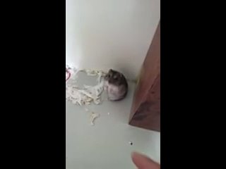 best чувак за кадром застрелил хомяка из пальца хомяк подыграл ему и притворился мёртвым best