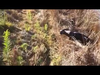 best springer spaniel multiple retrieves mp4 best