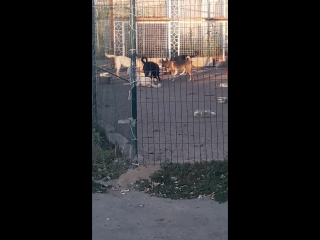 best папа с мальчиком приходят кормить молодые best