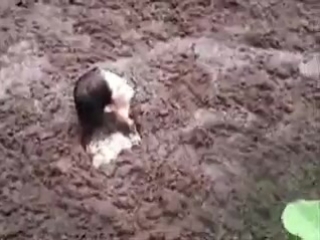 best girls squelch and sink in quicksand best