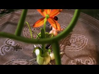 best 3d порно повзрослевшая принцесса the princess has come of age порно мультфильм 3d порно 3d порно лесбиянки растение best