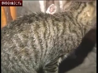 best узбек молодые котёнка в хабаровске best