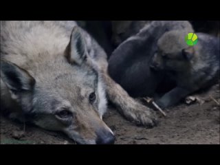 best bbc снежный волк зимняя сказка познавательный природа молодые флора фауна 2018 best