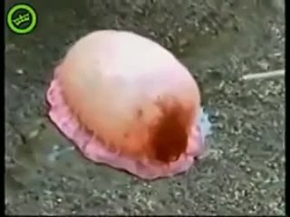 best неведомая поебень пиздуза рыба пизда в конце кончила best