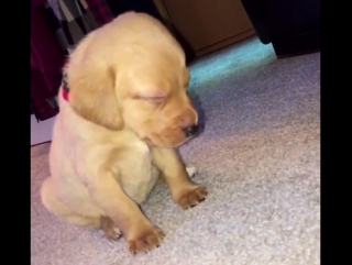 best sleepy puppy best