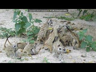 best whiskers под музыку gregorian amelia brightman moment of peace live in berlin picrolla best