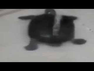 best черепашка моется в душе под алишера моргенштерна best