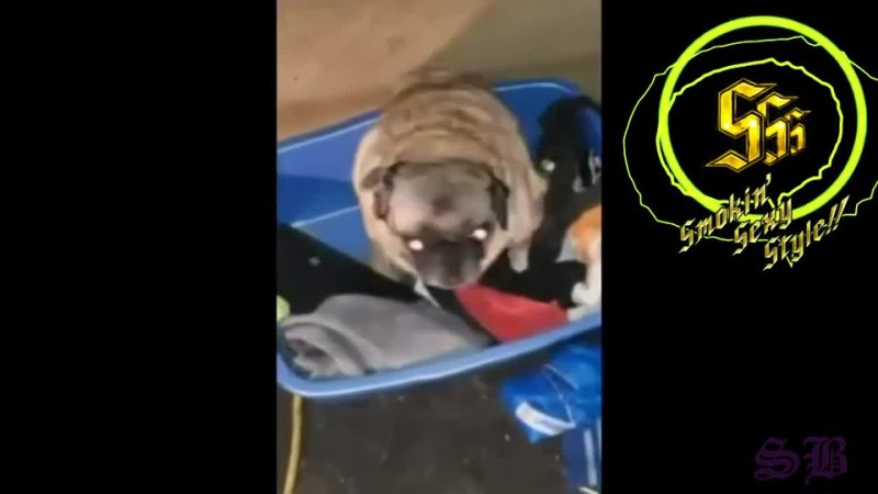 best pug vibing under devil triger best