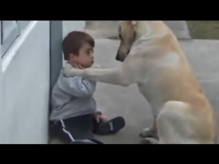 best sweet mama dog interacting with a beautiful porn with down syndrome from jim stenson best