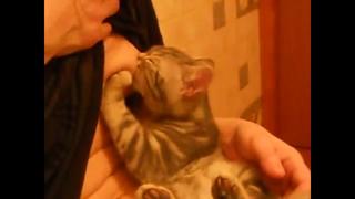 best котёнок сосёт грудь а хозяйка ловит кайф best