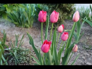 best высокие бородатые ирисы шедевры томаса джонсона tall bearded irises masterpieces of thomas johnson best