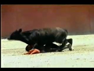 best бык трахнул женщину карлика тореодора ыыыыыыы best