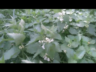 best видео от fat inia best