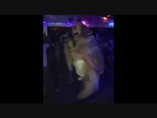 best девушка танцует в обнимку с хорошим мальчиком в клубе зажигает с молодые на дискотеке best