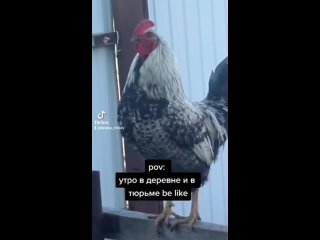 best утро в деревне и в тюрьме начинается с крика петуха best