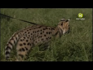 best doutahar the cheetah diaries s01e04 rus mp3 satrip xvid 2008 best