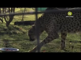 best hotel the cheetah diaries s01e08 rus mp3 satrip xvid 2008 best