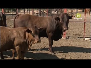 best sleep the cheetah diaries s02e09 rus mp3 satrip xvid 2009 best