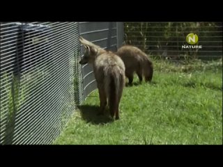 best hotel the cheetah diaries s03e12 rus mp3 satrip xvid 2012 best