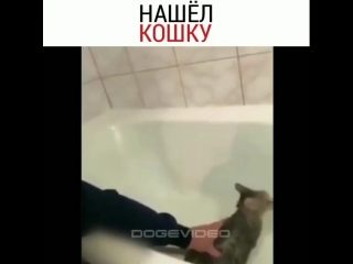best мужик поймал свою кошку нооо потом случилось это best