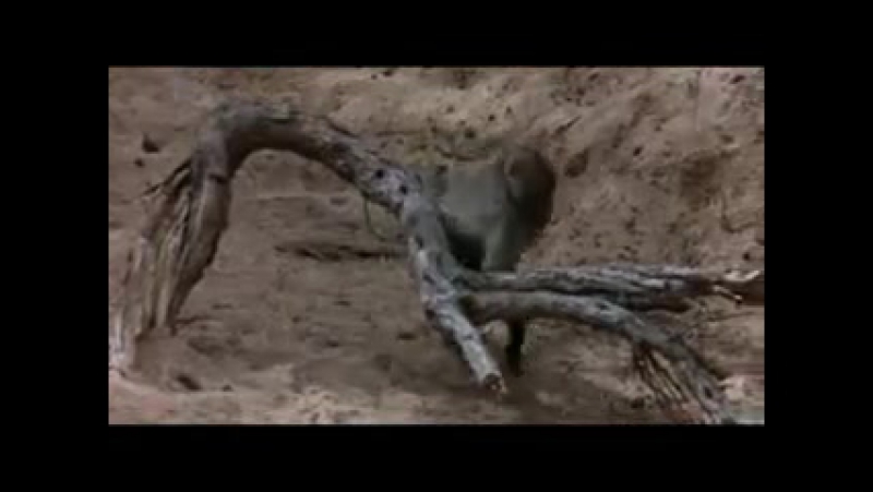 best африканская пьянь молодые тоже любят расслабиться best