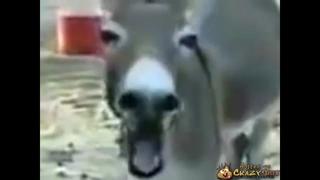 best лошадь гей трахает осла гея best